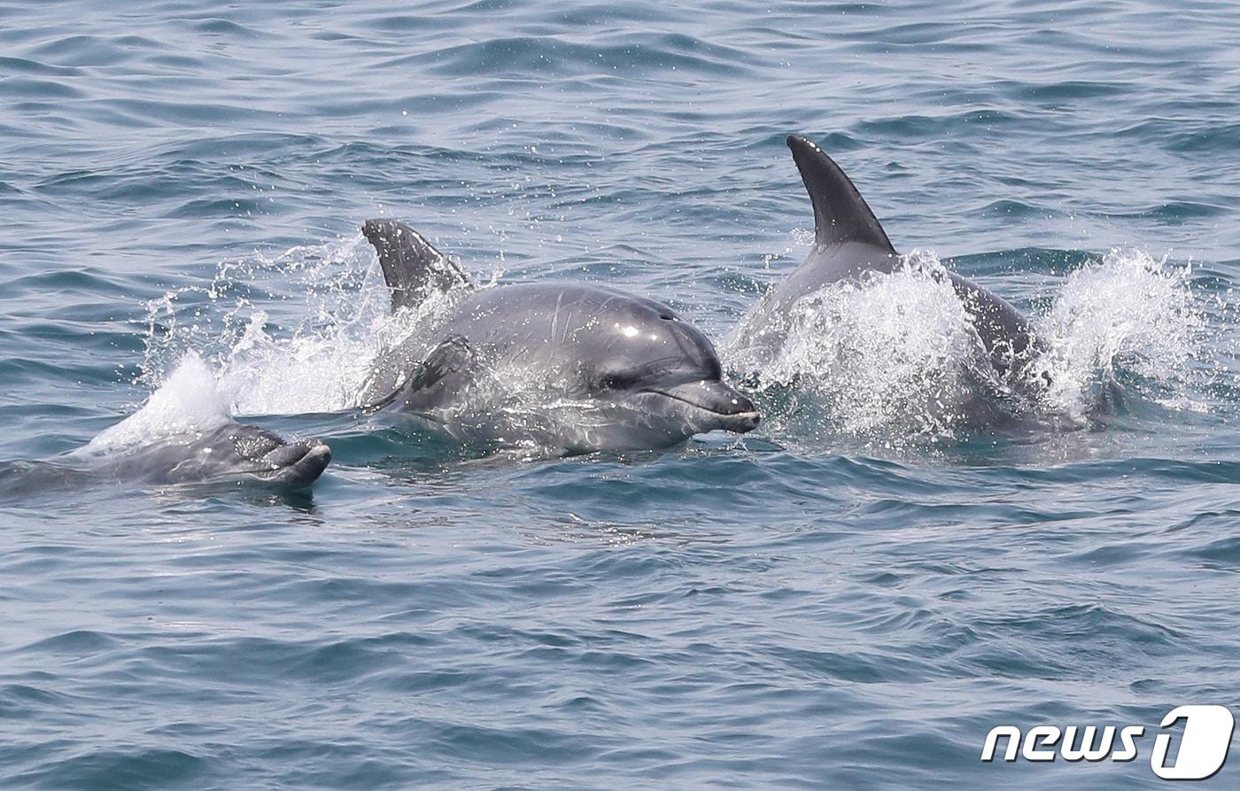 제주 서귀포시 대정읍 연안에서 남방큰돌고래가 유영하고 있다./뉴스1 ⓒ News1 이석형 기자