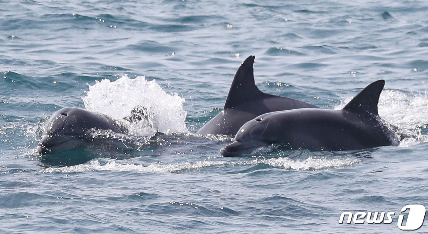 본문 이미지 - 제주 바다에서 남방큰돌고래가 유영하고 있다./뉴스1
