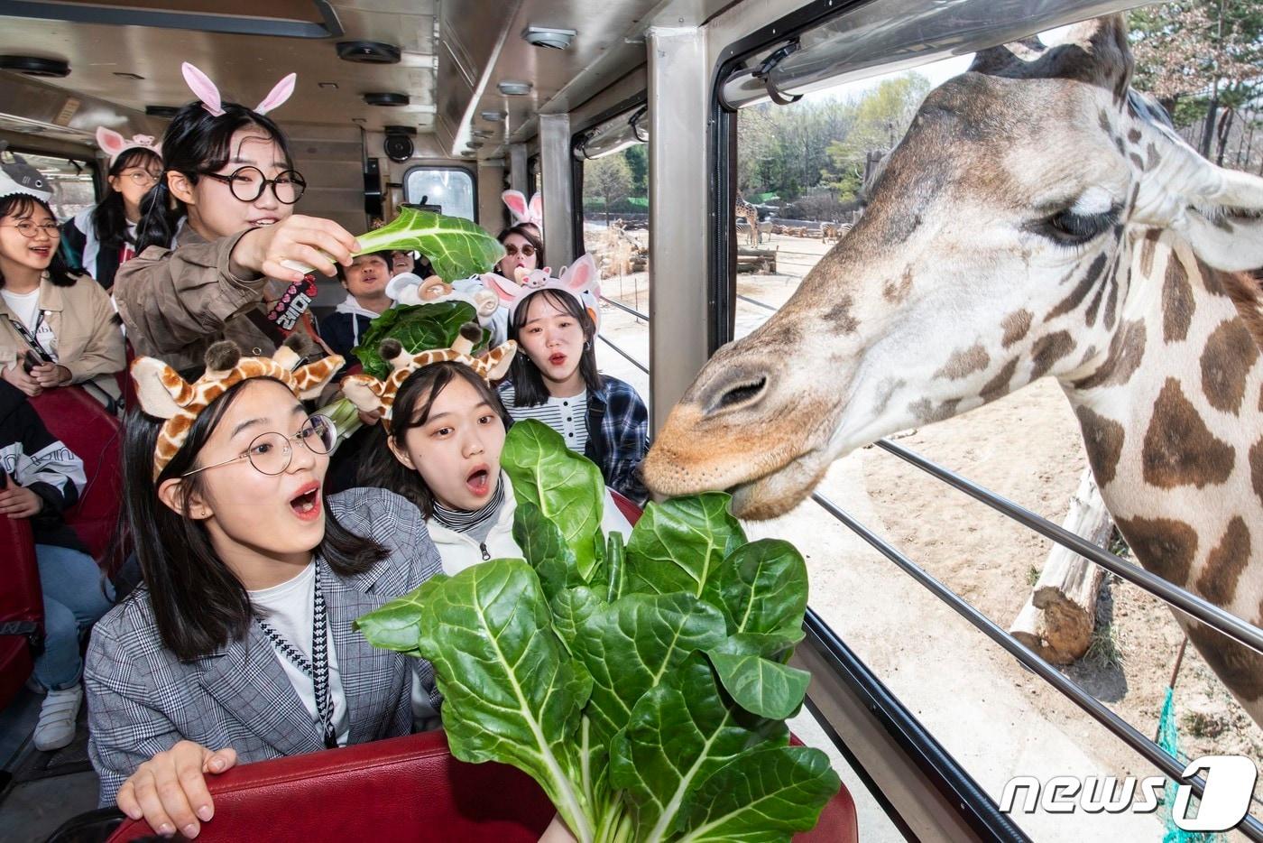 본문 이미지 - 에버랜드가 '로스트밸리 와일드로드(Lost Valley Wild Road)'를 8일 오픈했다.(에버랜드 제공) ⓒ News1 김평석 기자