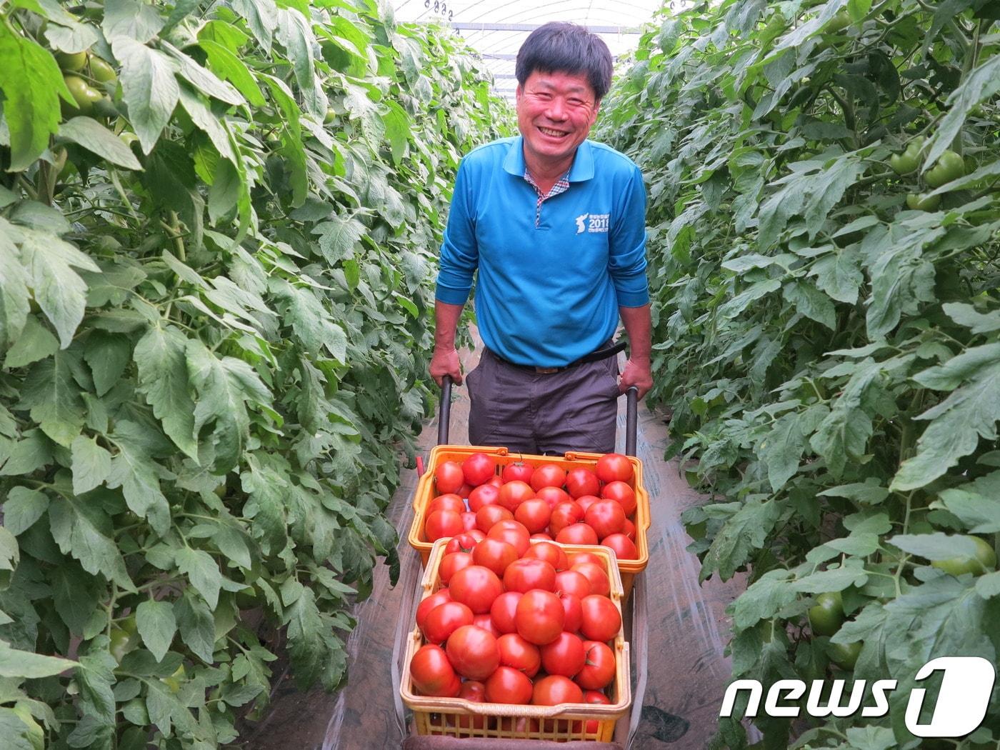 본문 이미지 - 9일 충북 옥천군 안남면 연주리에서 19년째 토마토 농사를 짓는 송영달씨(61)가 비닐하우스에서 잘 익은 유기농 토마토를 한창 출하하고 있다.(옥천군 제공).2019.04.09. ⓒ 뉴스1