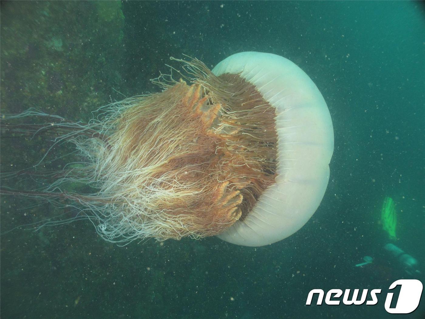 본문 이미지 - 노무라입깃해파리 사진.ⓒ 뉴스1