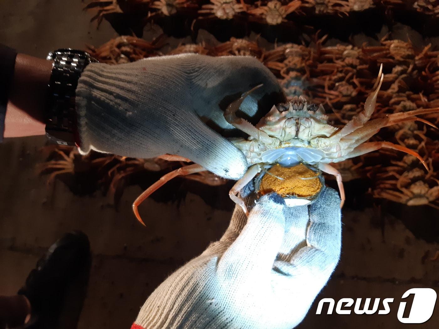 본문 이미지 - 불법 유통하려 한 대게암컷(포항해양경찰서 제공) ⓒ 뉴스1