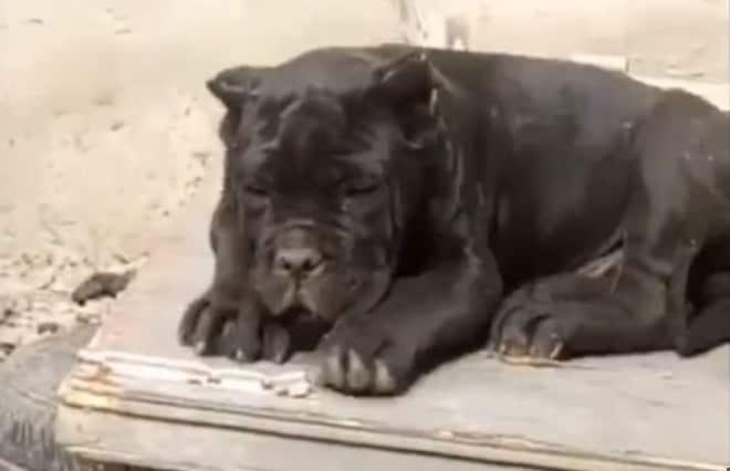 본문 이미지 - 웨이보 갈무리