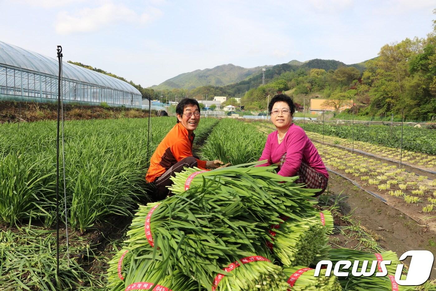 15일 충북 옥천군 군북면 자모리 3300여㎡ 넓이의 밭에서 김성각(66)·서정순(65) 부부가 자모리에서 제철을 맞은 부추를 수확하고 있다. 이 부부는 40여년째 부추농사를 짓고 있다.(옥천군 제공).2019.0515.ⓒ 뉴스1