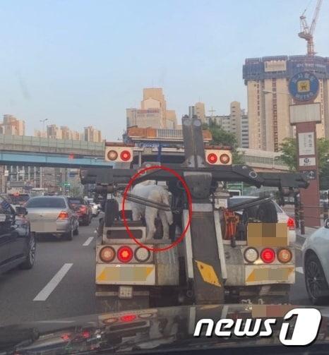 본문 이미지 - 개의 목줄만 묶은 채 도로 위를 달리고 있는 차 (사진 A씨 제공) ⓒ 뉴스1