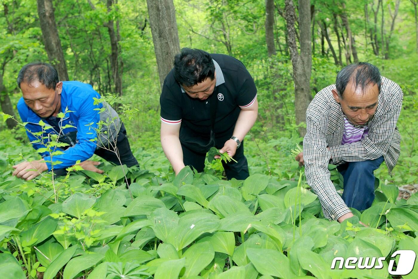 본문 이미지 - 산나물 채취하는 진동계곡마을 주민들.(자료사진)/뉴스1 DB