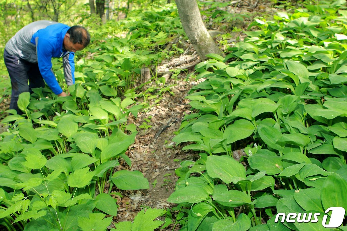 본문 이미지 - 산나물 채취하는 인제군 기린면 마을 주민.(자료사진)/뉴스1 DB