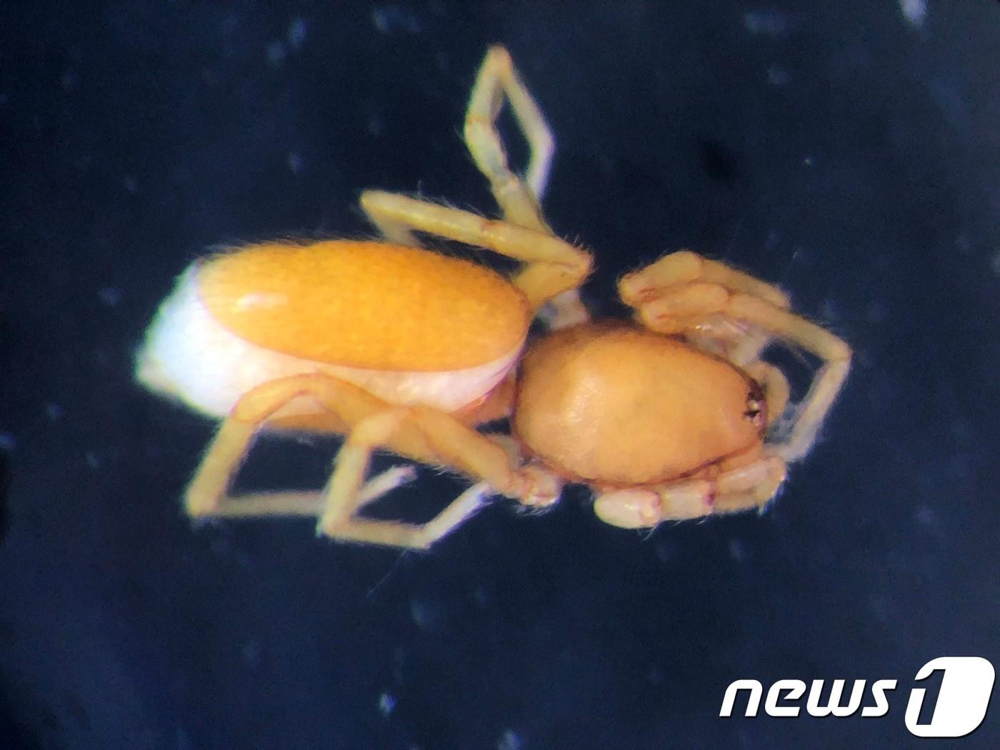 본문 이미지 - 추자도에서 발견된 알거미과 진드기거미속의 한국미기록종(세계유산본부) ⓒ 뉴스1