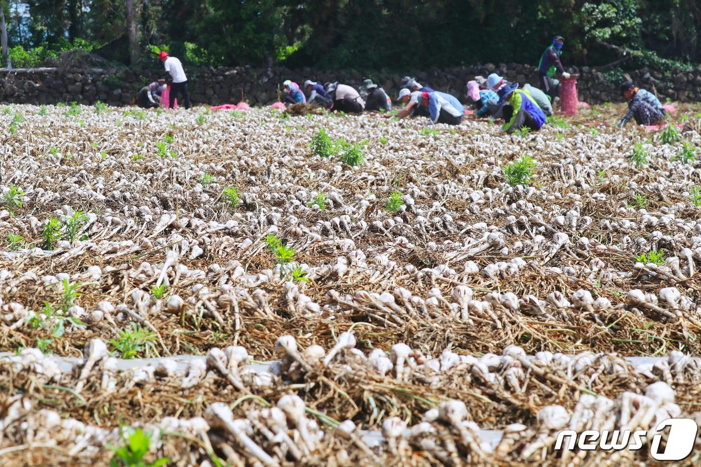 본문 이미지 - 제주 서귀포시 대정읍 한 마늘밭에서 농민들이 마늘 수확을 하는 모습./뉴스1