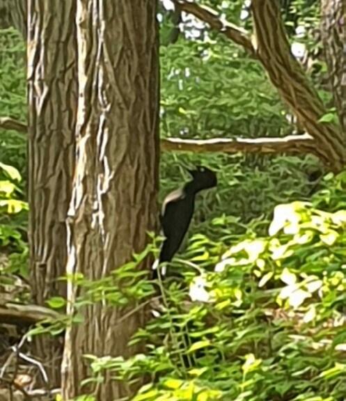 본문 이미지 - 서울 인근 야산에서 발견된 크낙새로 추정되는 새.(문화재청 제공)ⓒ 뉴스1