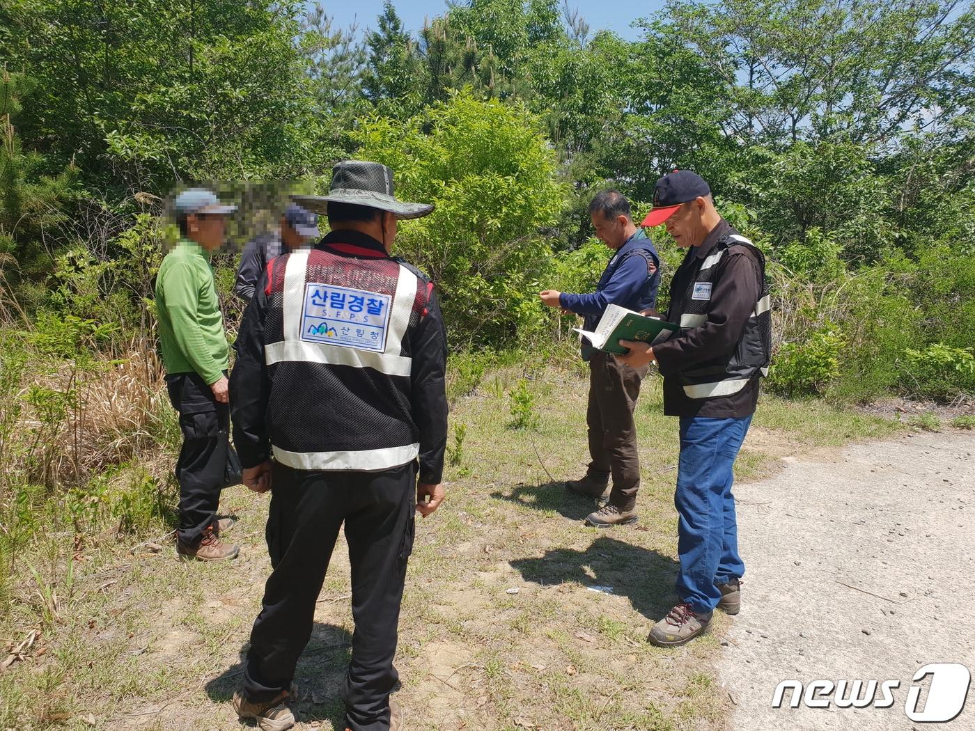 본문 이미지 - 불법 임산물 채취 단속활동. /뉴스1 ⓒ News1 