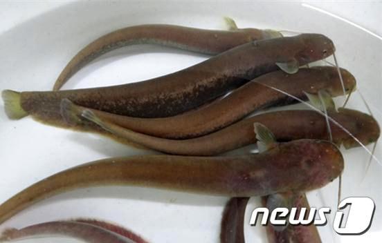 본문 이미지 - 토종 미유기(산메기) 종자. (강원도 제공) 2019.5.8/뉴스1 ⓒ News1 하중천 기자