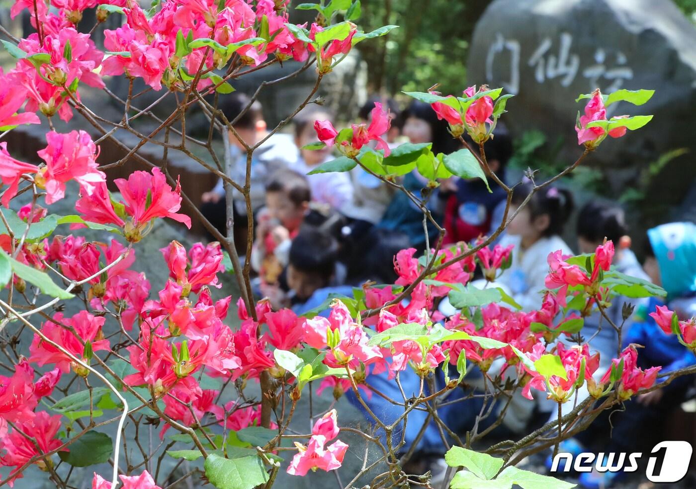 본문 이미지 - 제주시 오라동 방선문 계곡에서 소풍 나온 어린이집 원생들이 활짝 핀 참꽃 사이로 산책하고 있다.2019.5.9/뉴스1 ⓒ News1 DB