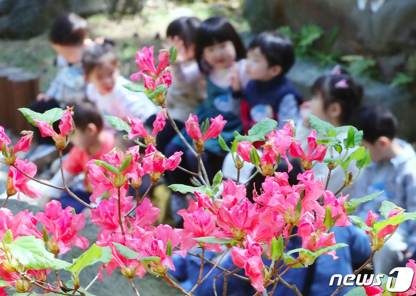 본문 이미지 - 제주시 오라동 방선문에 핀 참꽃들.ⓒ 뉴스1 DB