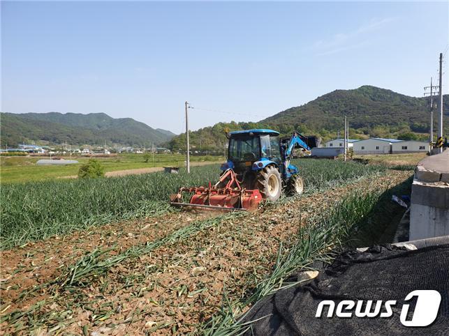 본문 이미지 - 양파산지폐기 모습/뉴스1 ⓒ News1