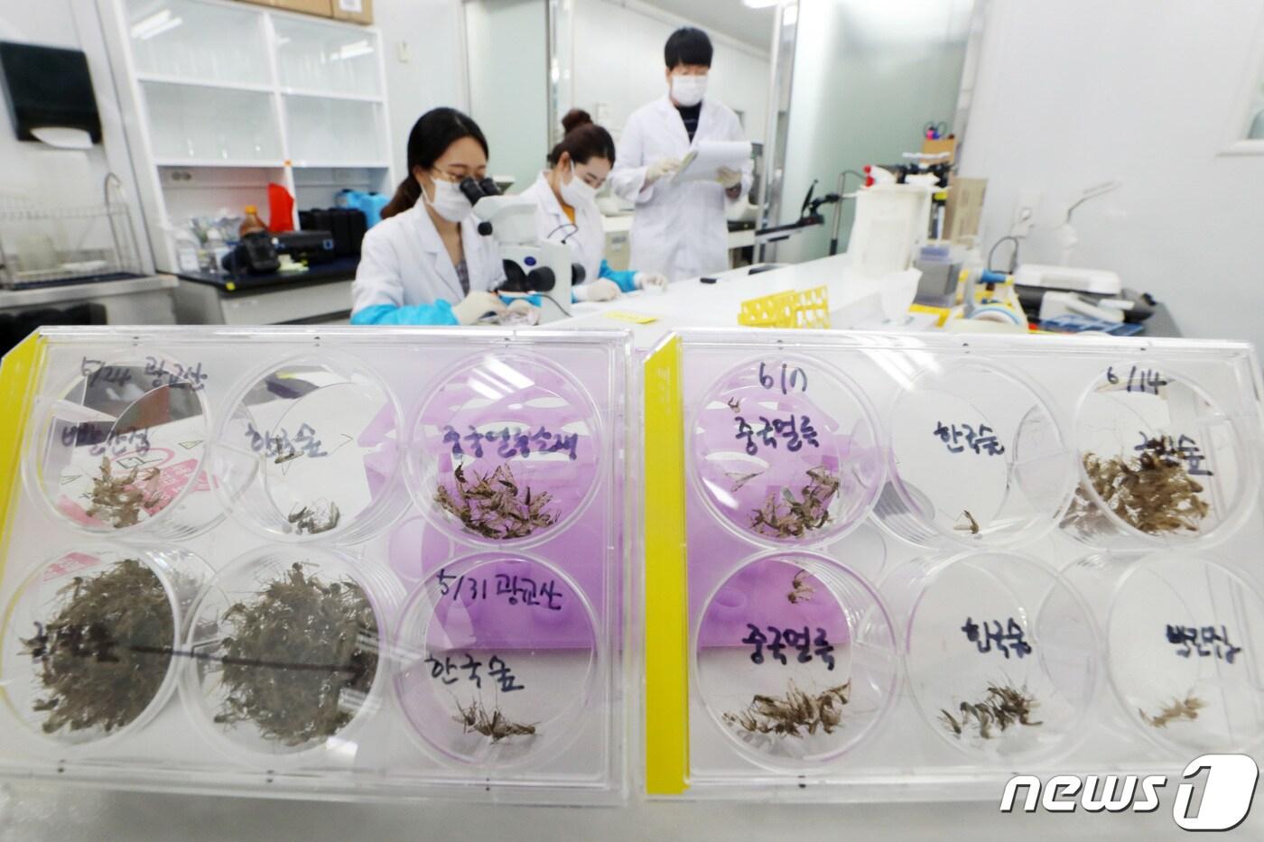 본문 이미지 - 경기 파주지역에서 올해 처음 말라리아 원충에 감염된 '얼룩날개모기'가 확인됐다. 17일 오전 경기도 수원시 장안구 경기도보건환경연구원에서 연구원들이 매개 모기 분류 작업을 하고 있다. 2019.6.17/뉴스1 ⓒ News1 조태형 기자