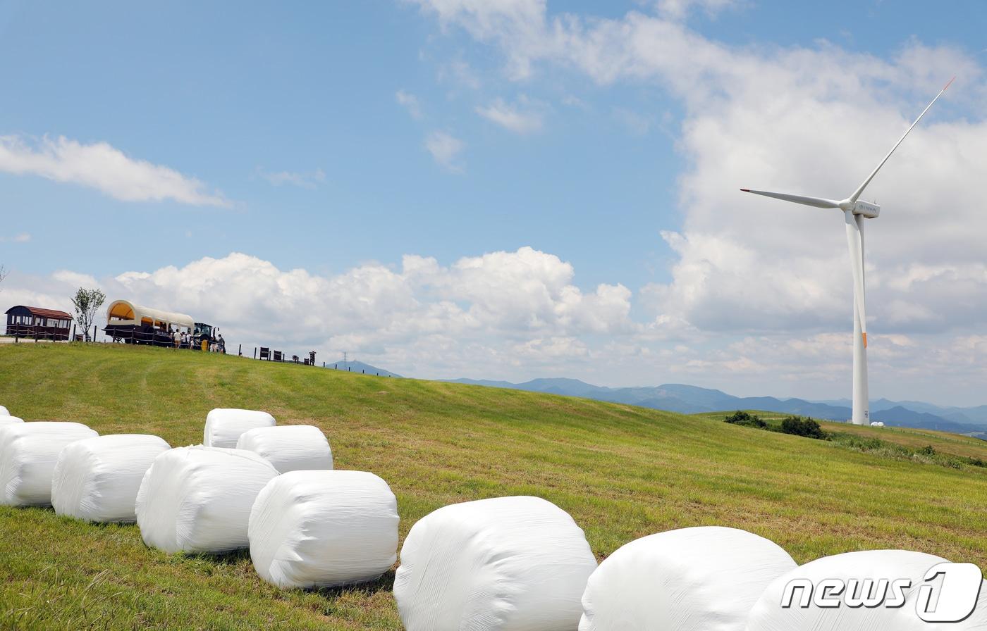강원도 평창군 대관령 하늘목장이 황금연휴 방역에 만전을 기하며 정상 운영한다./뉴스1 ⓒ News1 