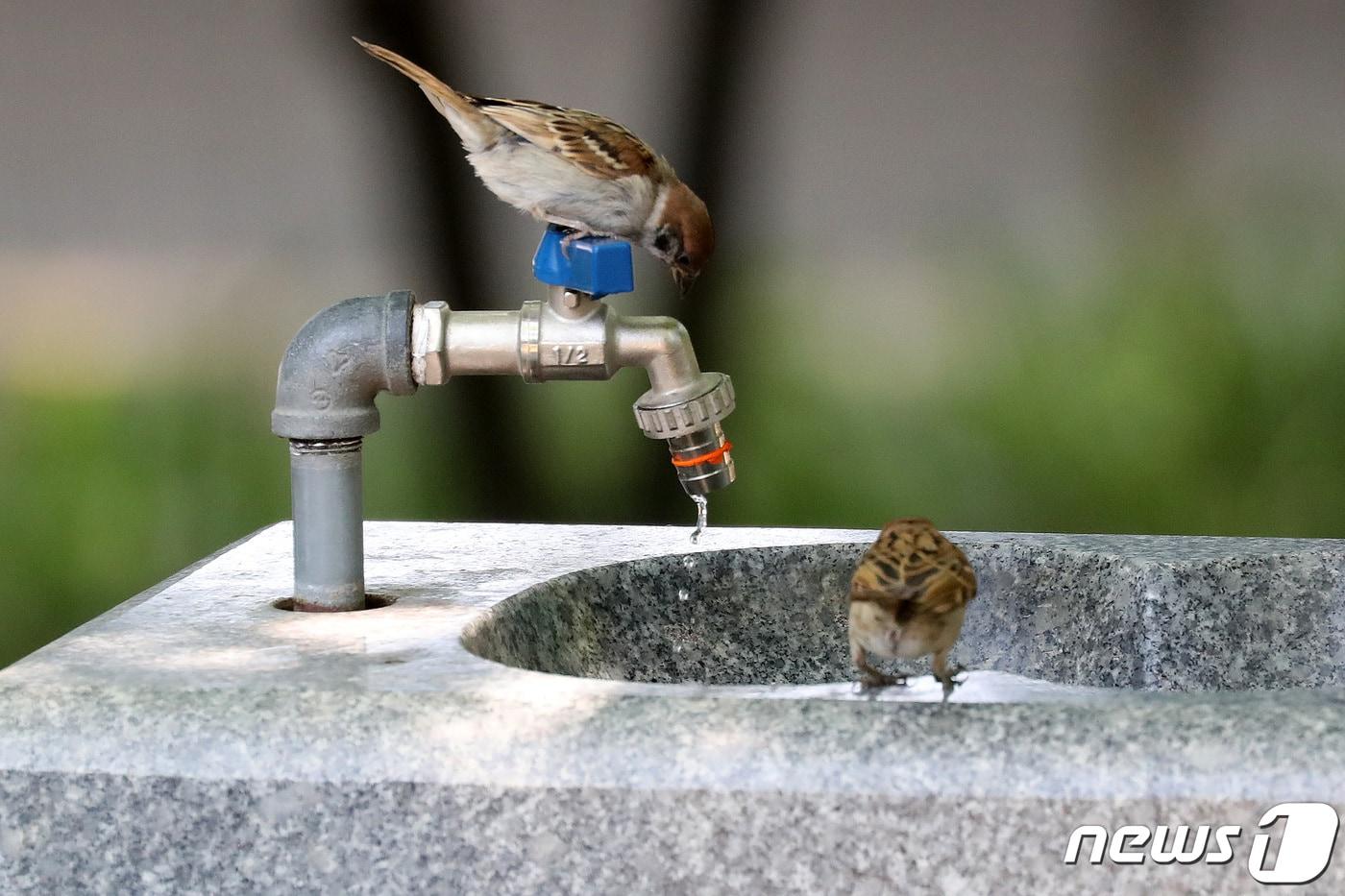 본문 이미지 - 경기 가평·광주 등 일부 지역에 폭염주의보가 발효된 24일 오전 경기도 수원시 권선구의 한 공원에서 참새 한 마리가 수도꼭지에 앉아 흐르는 물을 바라보고 있다. 2019.6.24/뉴스1 ⓒ News1 조태형 기자