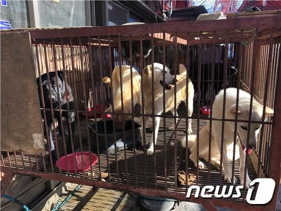 본문 이미지 - 부산 구포개시장 계류 중인 개들(사진 부산동물학대방지연합 제공) ⓒ 뉴스1