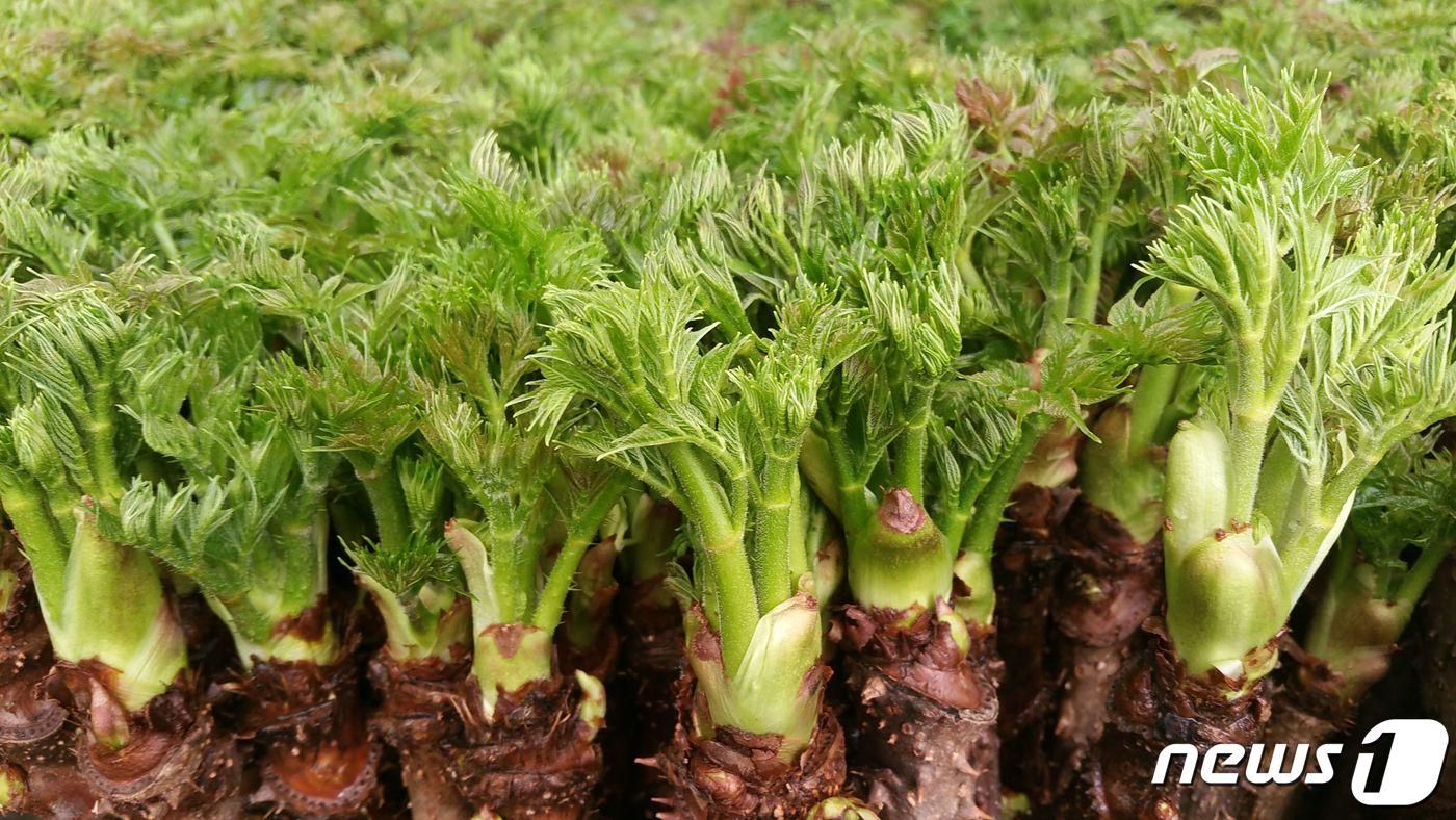 기사 이해를 돕기 위한 두릅 자료 사진으로 기사 내용과 관련 없음. ⓒ News1