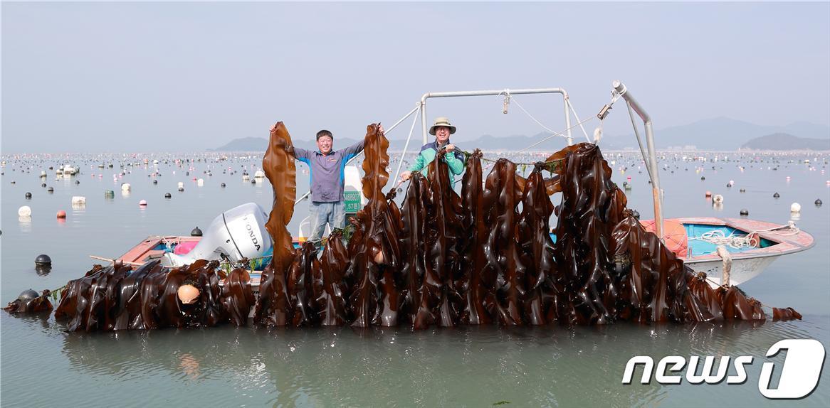 본문 이미지 - 완도군이 6월의 해양치유식품으로 바다의 불로초 '다시마'를 선정했다. 사진은 완도 앞바다에서의 다시마 수확 현장(완도군 제공)/뉴스1 ⓒ News1 박진규 기자