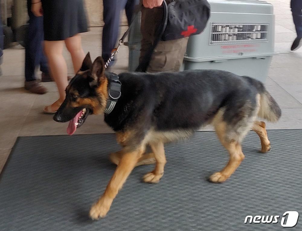 본문 이미지 - 30일 그랜드하얏트서울 호텔에서 정찰 중인 저먼 셰퍼드 품종의 개. ⓒ 뉴스1