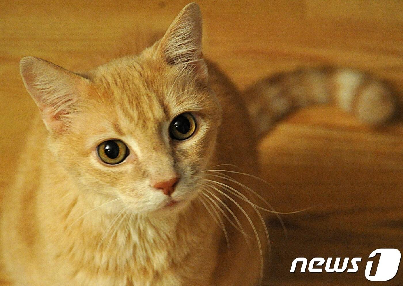 <자료사진> ⓒ AFP=뉴스1