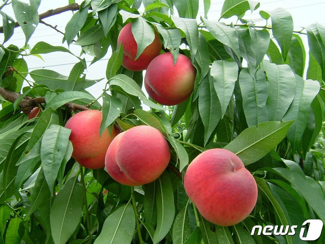본문 이미지 - 화순 복숭아. /뉴스1