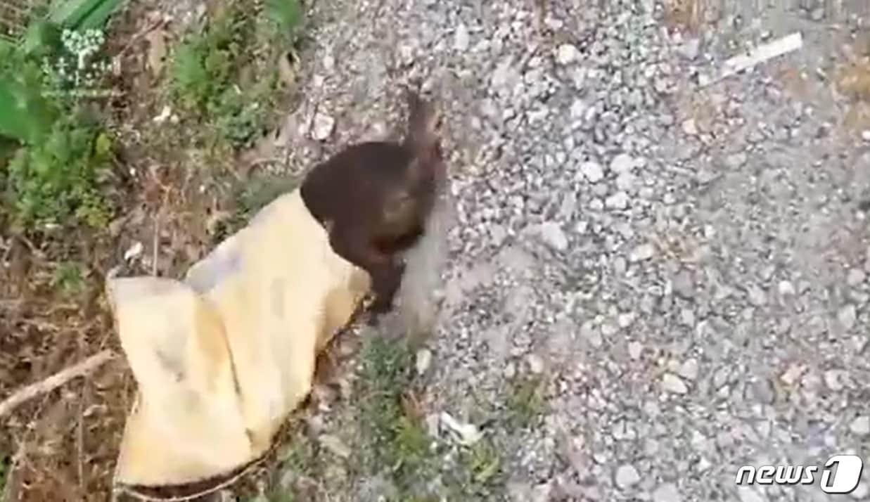 본문 이미지 - 남성들은 학대한 유기견을 자루에 담아 도망치려다 현장에서 붙잡혔다. 사진 동물자유연대 영상 캡처 ⓒ 뉴스1
