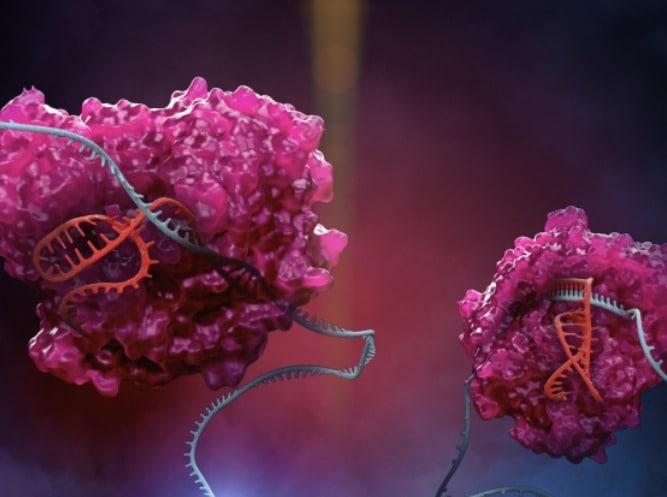 본문 이미지 - RNA편집기술에 사용되는 Cas13(핑크) 효소가 RESCUE 플랫폼에서 RNA(파란색)을 대상으로 작업중이다.(사진출처=브로드연구소 홈페이지)ⓒ 뉴스1