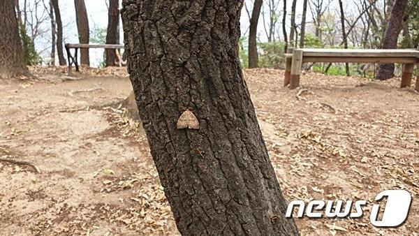 본문 이미지 - 강원 횡성군은 돌발해충인 매미나방이 급증해 산림피해는 물론 마을 생활권주변과 농경지 주변에 심각한 문제가 발생됨에 따라 긴급방제를 실시한다고 16일 밝혔다. 매미나방의 모습.(뉴스1DB)ⓒ News1 