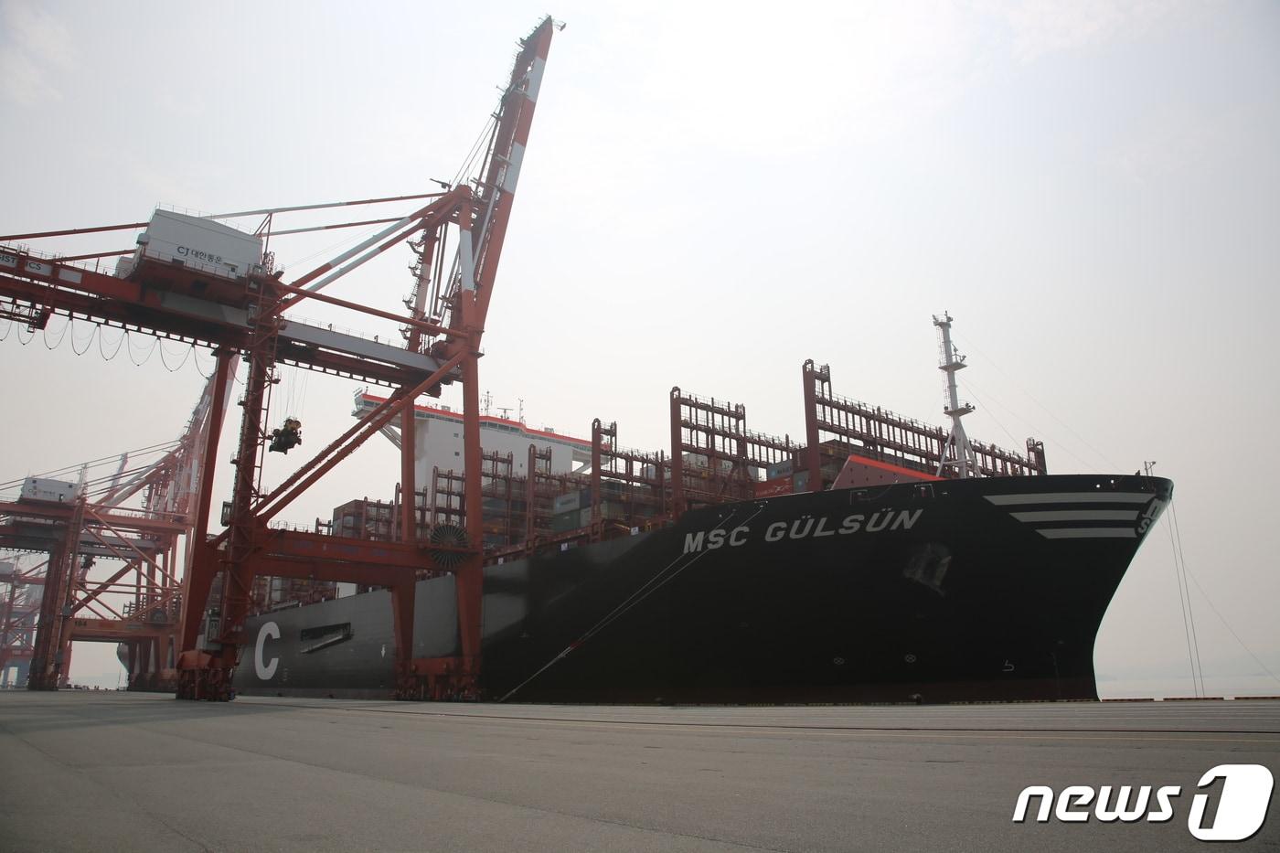 본문 이미지 - 세계 최대 컨테이너선박인 '엠에스씨 굴슨'(MSC GULSUN)이 광양항에 처음 입항했다. 이 선박은 MSC가 삼성중공업에 수주한 2만3000TEU급 컨테이너선 중 첫 번째 인도선박으로 길이 400m, 폭 61.5m에 20피트(ft) 컨테이너 2만3756개를 한 번에 실어 나를 수 있는 현존하는 세계 최대 크기다.(여수광양항만공사 제공)2019.7.14 ⓒ 뉴스1 서순규 기자