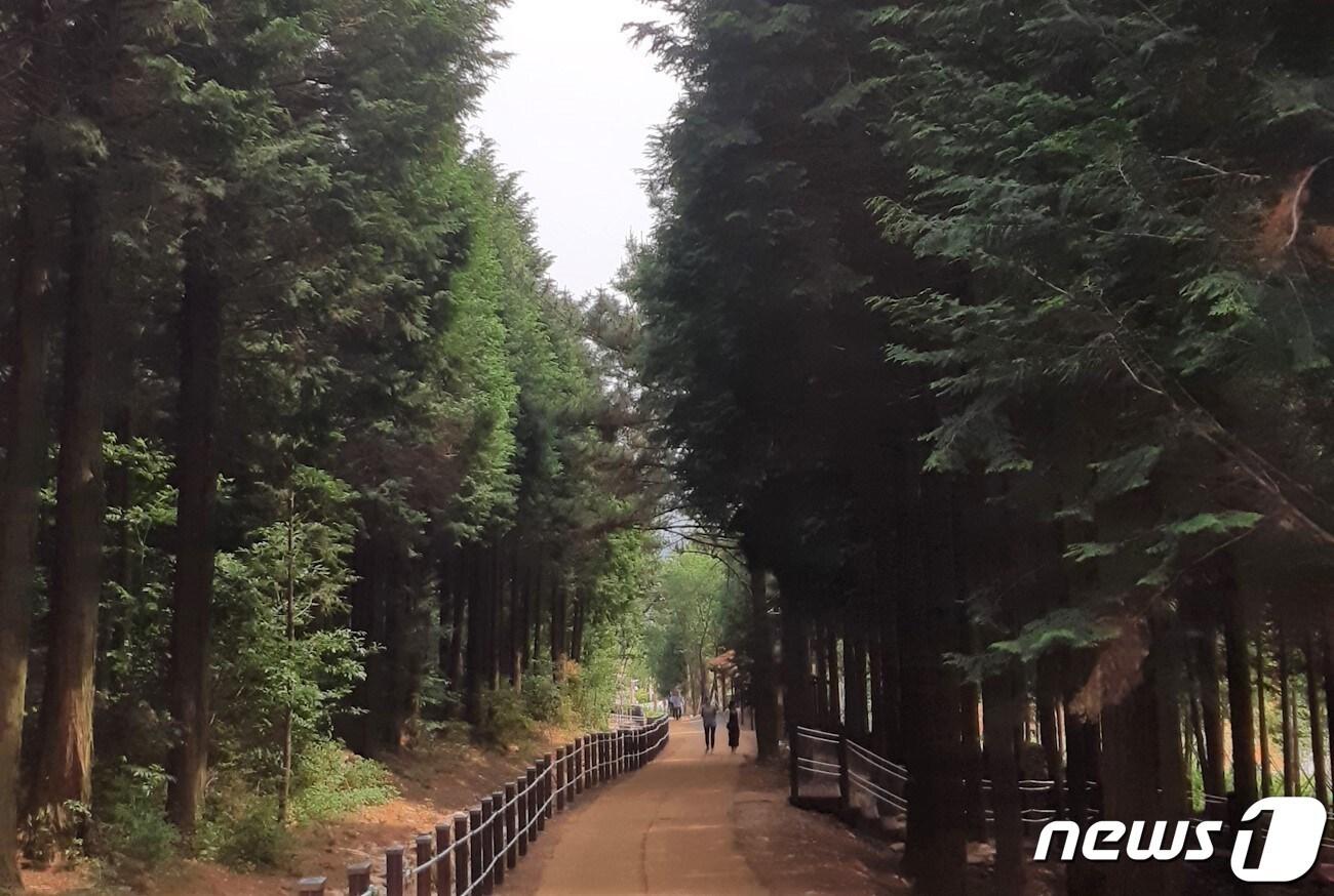 본문 이미지 - 팔영산 편백치유의 숲.(고흥군 제공) /뉴스1 ⓒ News1
