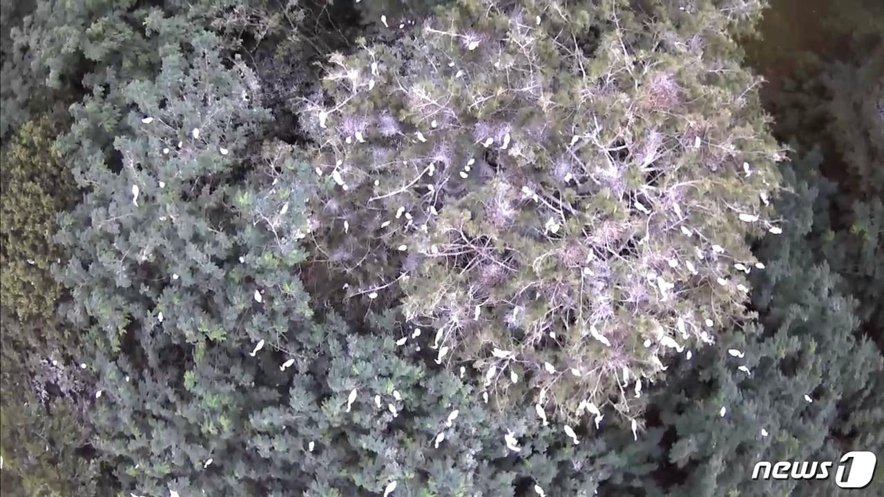 본문 이미지 - 드론으로 촬영한 경남 김해 구지봉 백조떼. 수백마리의 새끼가 서식하고 있는 것이 확인됐다.(김해시제공)ⓒ 뉴스1