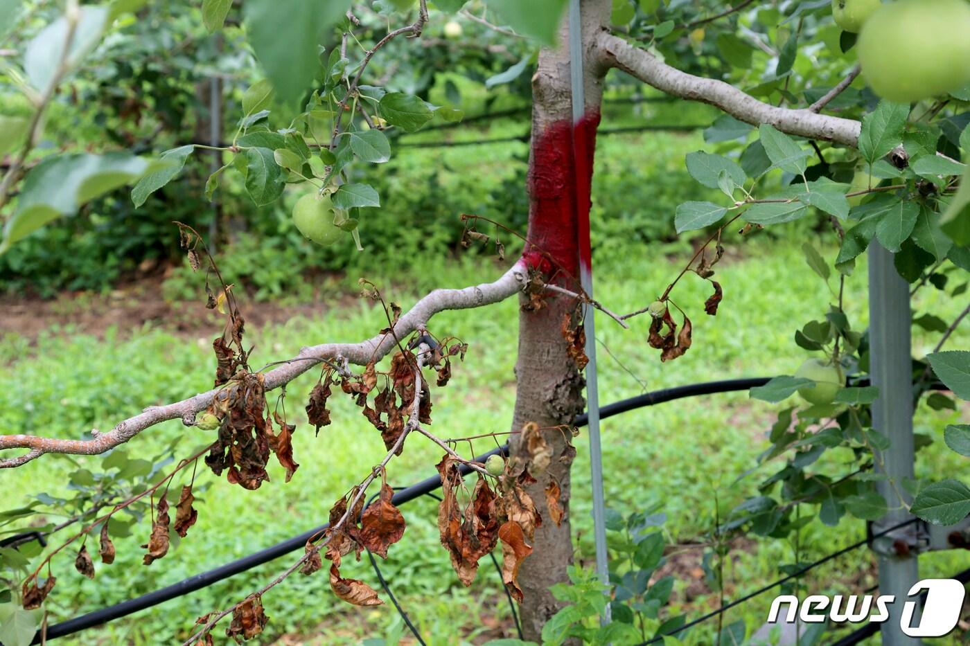 본문 이미지 - 16일 강원도 원주 신림면 황둔리 한 사과농장의 사과나무의 과수화상병 확진 표식2019.7.16/뉴스1 ⓒ News1 장시원 인턴기자