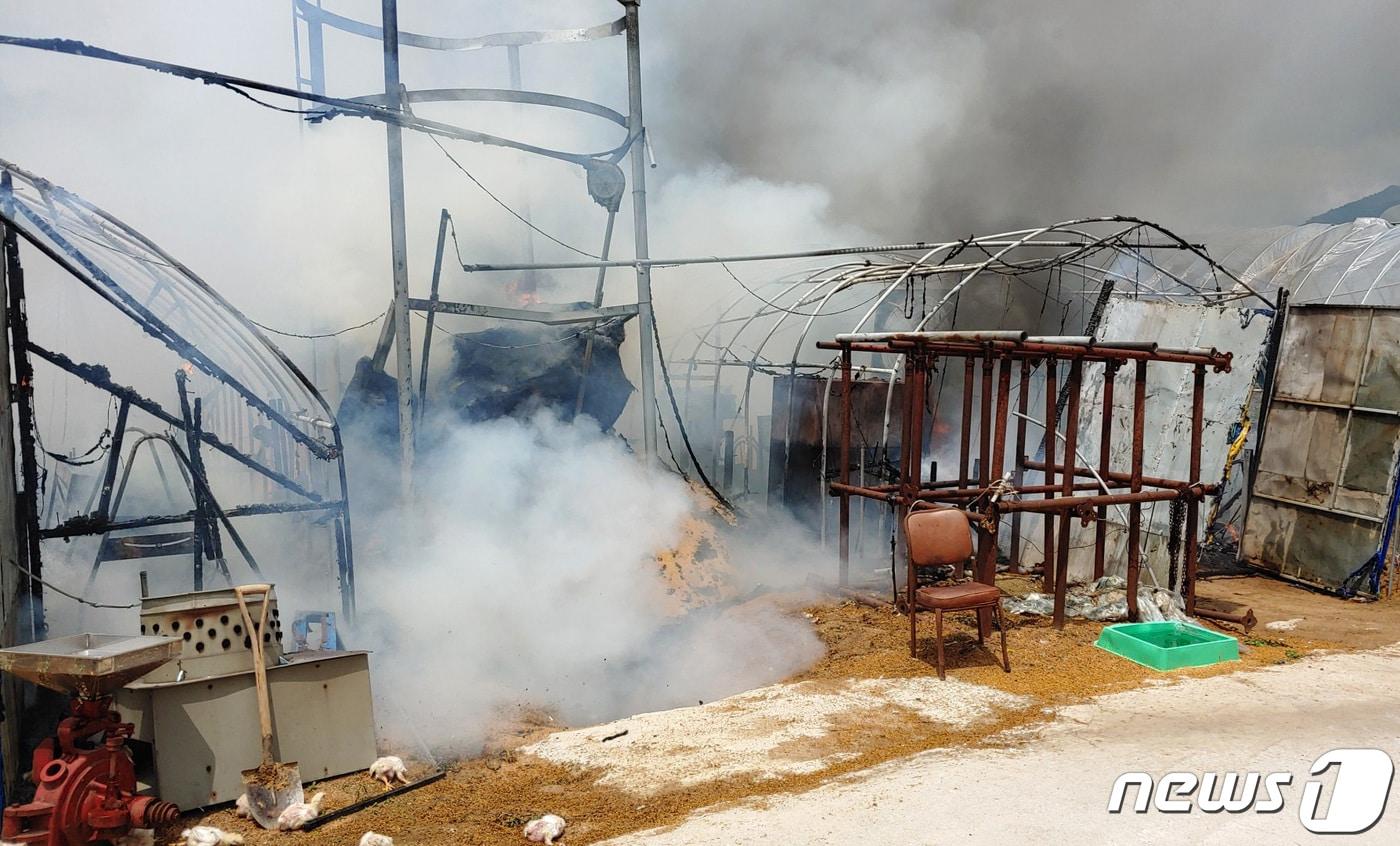 본문 이미지 - 양계장 화재 자료사진 /ⓒ 뉴스1 