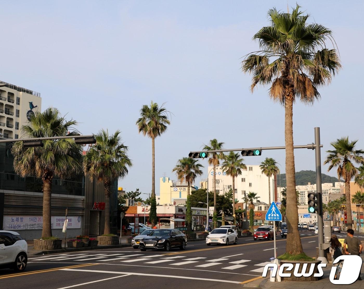 본문 이미지 - 제주 가로수로 심어진 '워싱턴 야자'가 점차 사라지고 있다. 제주시내 야자수는 4년새 17.5% 감소했다. 사진은 16일 제주시 탑동에 있는 가로수 모습. 2019.7.16/뉴스1ⓒ 뉴스1