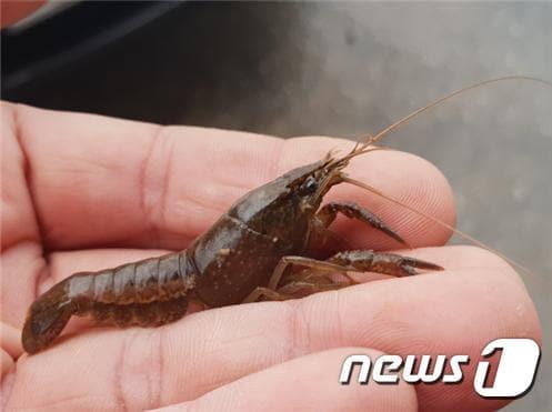 본문 이미지 - 생태계 교란 우려가 제기된 애완용 수입 외래종 미국가재. (전북환경운동연합 제공)ⓒ 뉴스1
