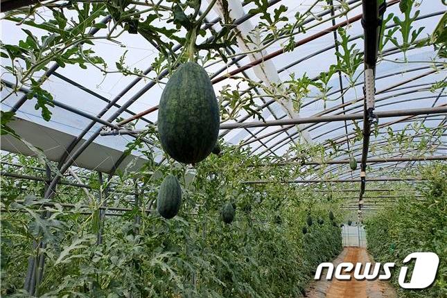 본문 이미지 - 춘천 애플수박. (춘천시 제공) ⓒ News1