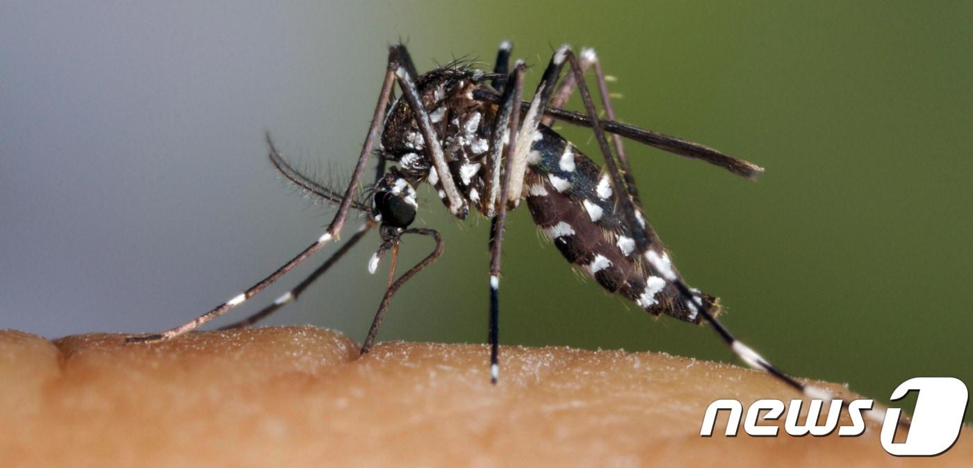 흰줄 숲모기 ⓒ 뉴스1