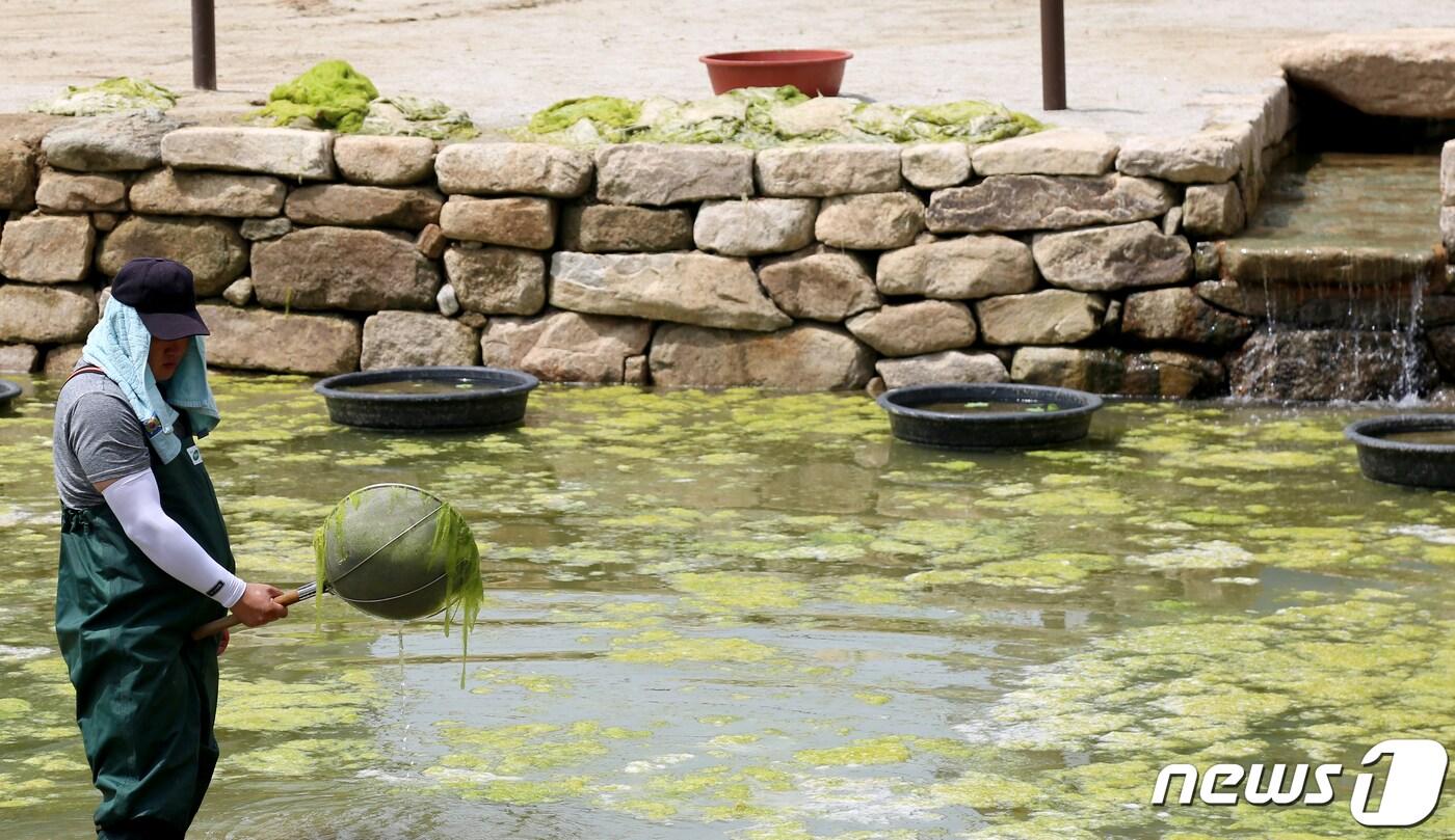 19일 오전 강원 원주시 강원감영 내 연못에서 작업자가 물위에 가득한 청태를 걷어내내고있다.2019.7.19 /뉴스1 ⓒ News1 장시원 인턴기자