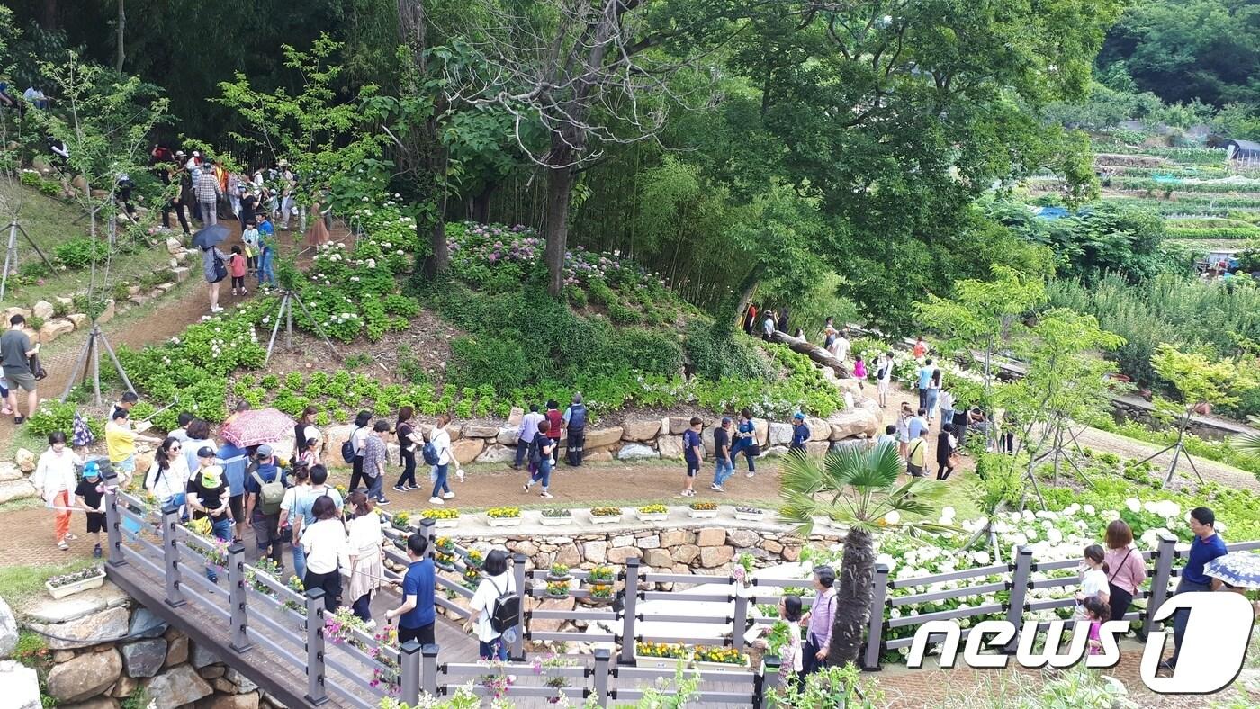 본문 이미지 - 김해시 대동면 수안마을 수국정원 축제 모습(김해시 제공) /ⓒ 뉴스1