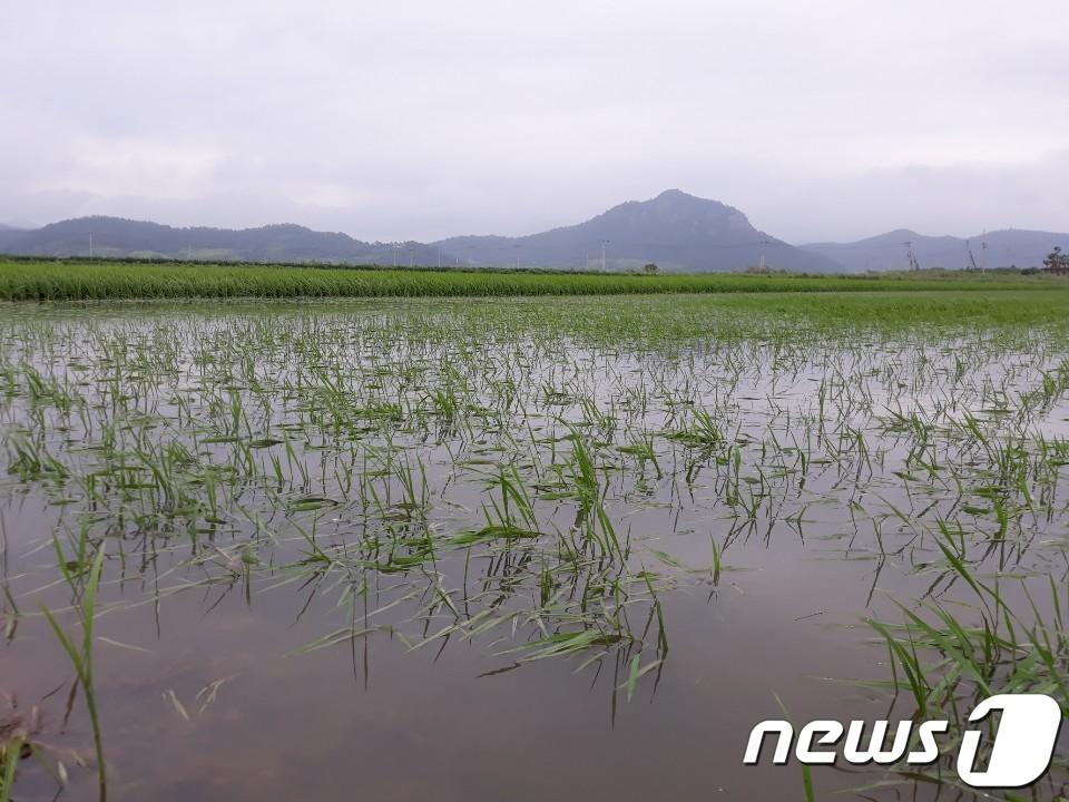 본문 이미지 - 21일 전남 해남군 현산면 경수리 한 논에 심어진 벼 포기가 '제5호' 태풍 '다나스'(DANAS)의 영향으로 물에 잠겨 있다. 200㎜ 가까운 폭우를 뿌린 '다나스'는 농경지 침수 등 많은 피해를 입혔다.2002019.7.21/뉴스1 ⓒ News1 이종행 기자