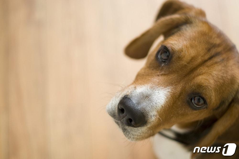 본문 이미지 - 실험동물로 많이 이용되고 있는 비글 종의 강아지. 사진 이미지투데이 ⓒ 뉴스1