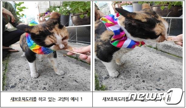 본문 이미지 - 새보호목도리를 하고 있는 들고양이, 사진 환경부 제공 ⓒ 뉴스1