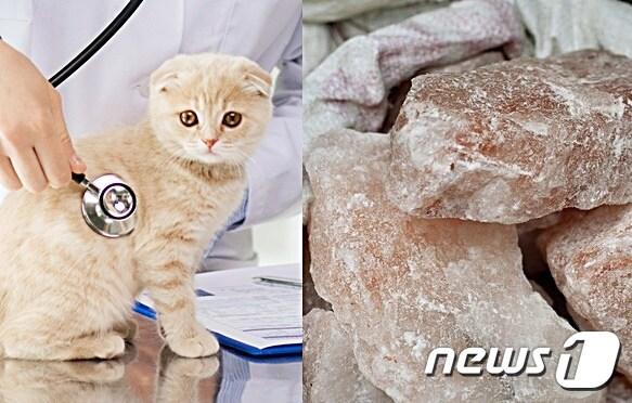 본문 이미지 - 고양이와 소금. 사진 이미지투데이 ⓒ 뉴스1