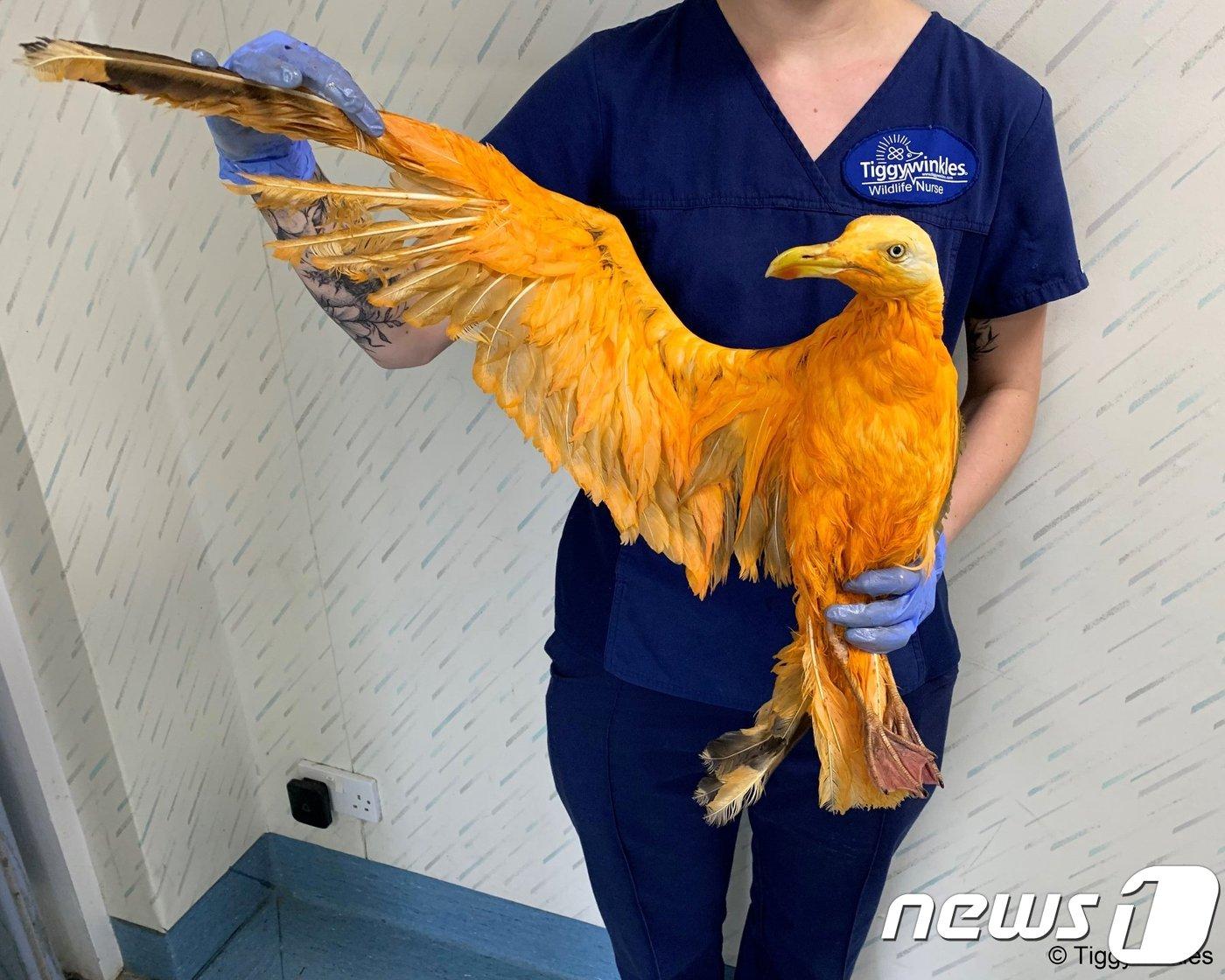 본문 이미지 - 카레로 뒤덮인 갈매기. (티기윙클스)ⓒ 뉴스1