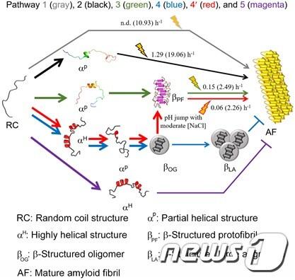본문 이미지 - Amyloid-&beta; (1-40)의 여러 가지 초기구조와 응집체 형성 분자 기전(KBSI 제공) /ⓒ 뉴스1