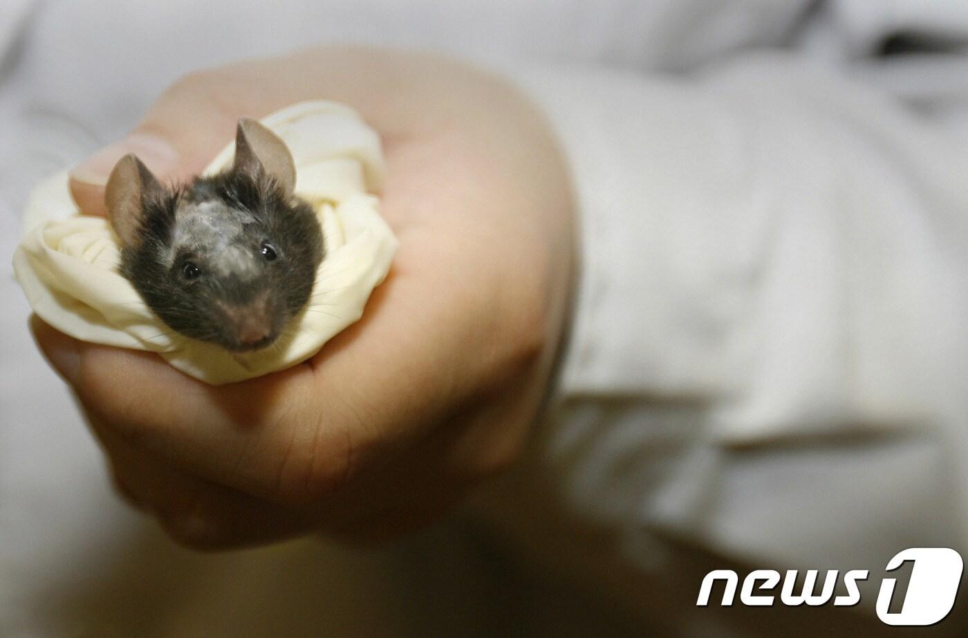 실험용 쥐. ⓒ AFP=뉴스1