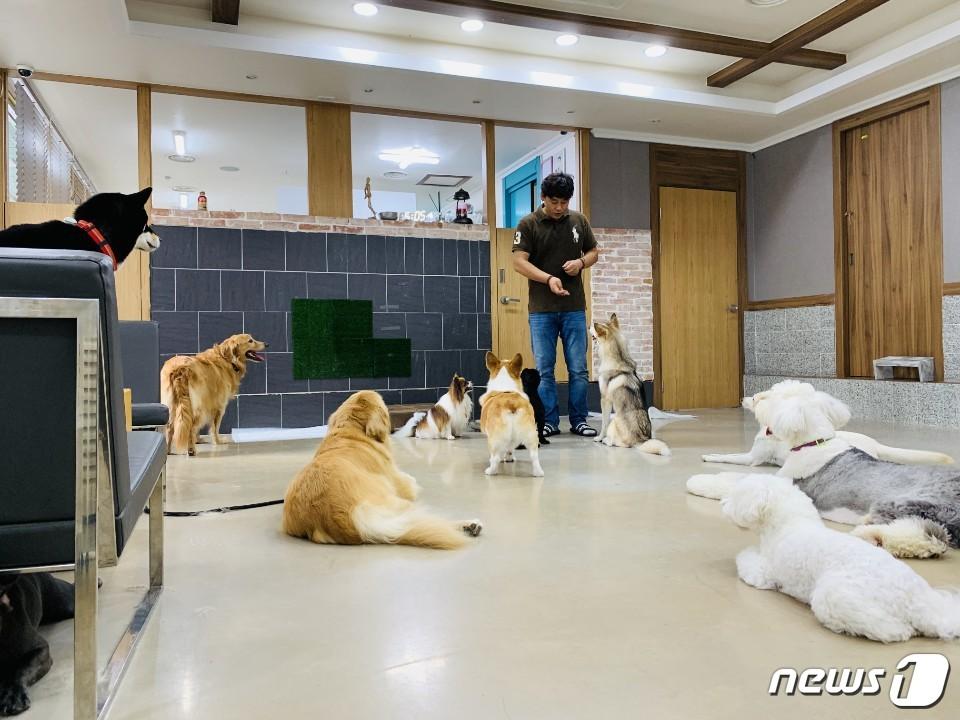 본문 이미지 - 경기 성남시 분당구에 위치한 키움애견스쿨 애견유치원에서 강아지들이 놀이를 하고 있다. ⓒ 뉴스1